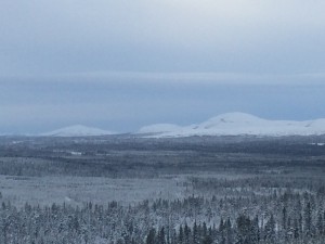 Fjället där de 7 svenska Myskoxar lever