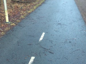 Hade blåst ner en del skit på cykelvägarna. 