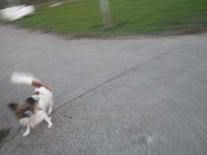 Lös hund som ägaren inte hade koll på, den skällde som bara den men bet ingen av oss, tur det! Foto: Oskar Henriksson