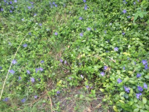 Blommor vid Eriksdal för en vecka sedan.