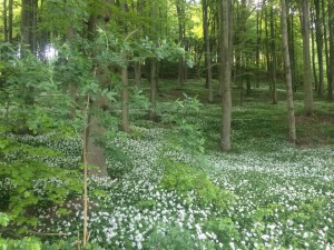 Ramslöken (Allium ursinum) blommar för fullt vid Tegelbruksbacken .