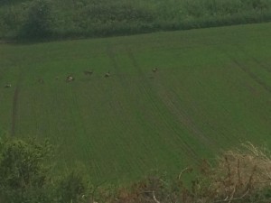Några hjortar som vilar på ett sädesfält........ 