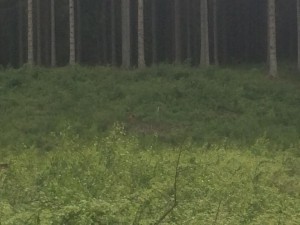 Hittade en rådjursbock som stod och glodde på mig helt orädd. Synd att jag inte kunde zooma mer men den finns där någonstans mitt på bilden.  