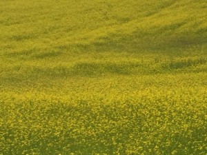 Cyklade förbi ett liten fält med vårraps, finns tydligen raps även i Dalarna och som blommar nu i Juli.