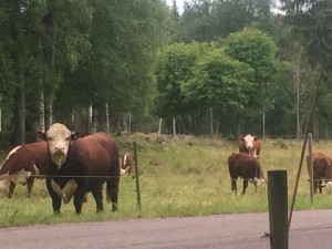 Stannade till utanför Solarvet och åt min lunch och hade denna utsikten. Tjuren glodde  på mig hela tiden. Han vaktade verkligen sin flock. 