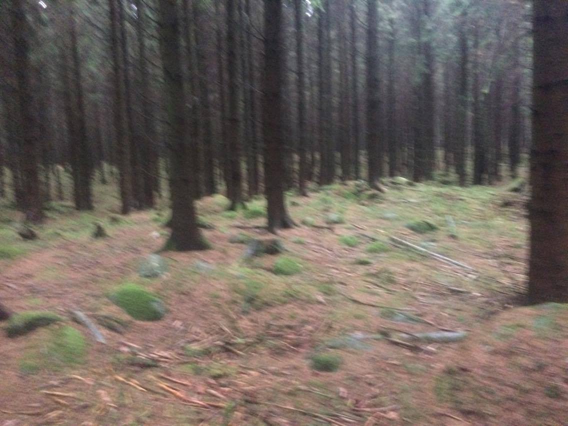 Härligt att springa i skogen.